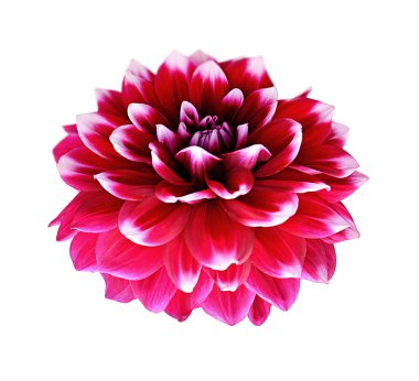 Güzel renkli dahlia çiçek beyaz bir arka plan üzerinde izole