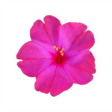 Beyaz arka planda izole edilmiş güzel pembe çiçek.