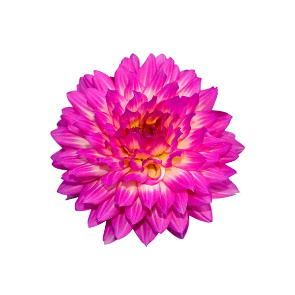 흰색 배경에 고립 된 분홍색 달리아의 Deautiful 꽃 — 스톡 사진