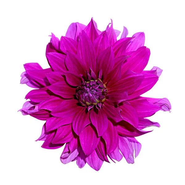 白い背景に隔離された美しい紫色のダリアの花 — ストック写真