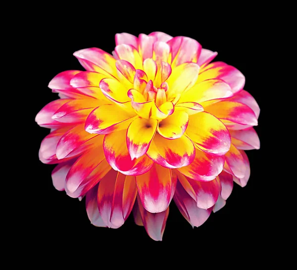 Beautiful colorful dahlia flower isolated on a black background — Stock Photo, Image