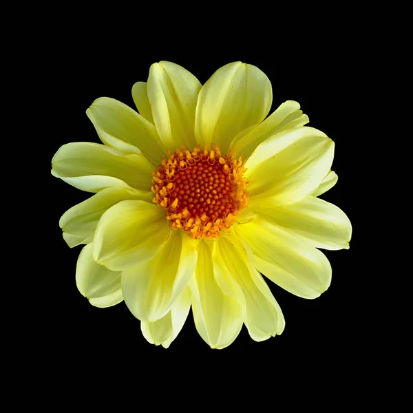 Gelbe Dahlienblüte isoliert auf schwarzem Hintergrund — Stockfoto