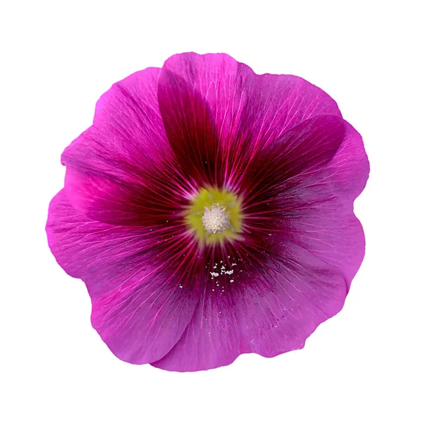 Fehér alapon izolált lila Mallow virág — Stock Fotó