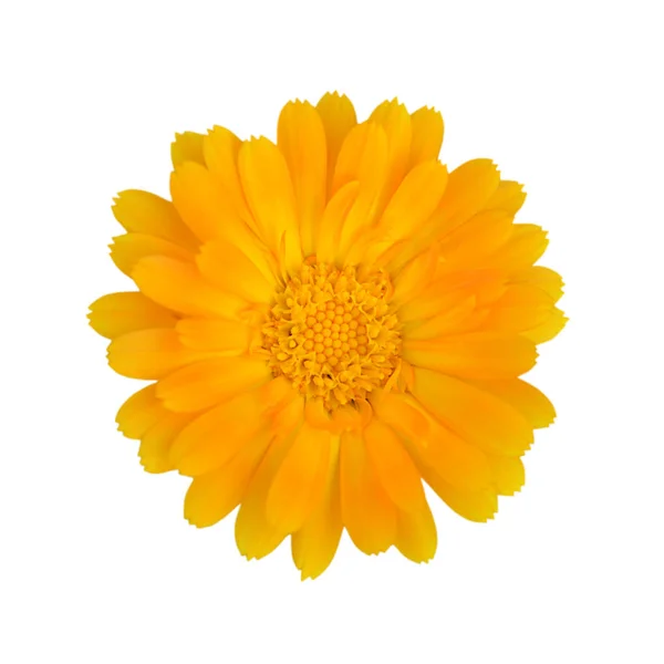 Piękny żółty kwiat na białym tle na białym tle — Zdjęcie stockowe