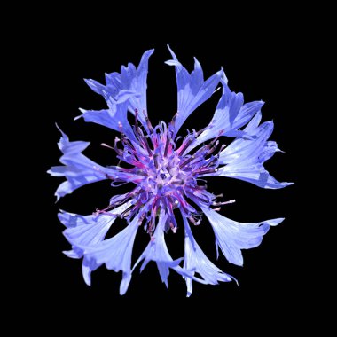 Güzel mavi cornflower siyah bir arka plan üzerinde izole