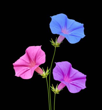 Güzel çok renkli çiçekler siyah bir arka plan üzerinde izole