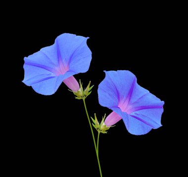 Güzel mavi çiçekler siyah bir arka plan üzerinde izole