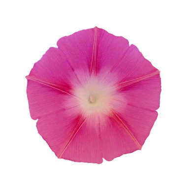 Beyaz arka planda izole edilmiş güzel pembe çiçek.