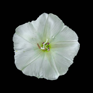 Siyah bir arka plan üzerinde izole güzel beyaz çiçek