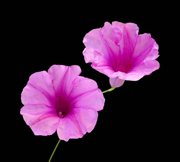 Belles fleurs roses isolées sur un fond noir — Photo