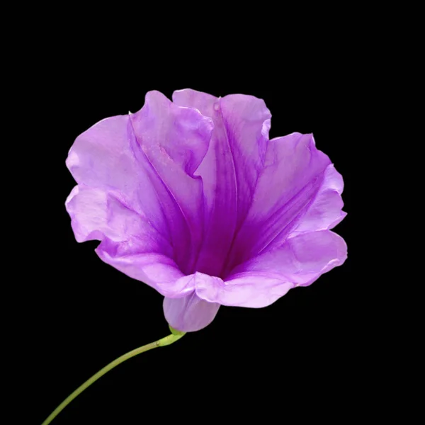 Belle fleur violette isolée sur fond noir — Photo
