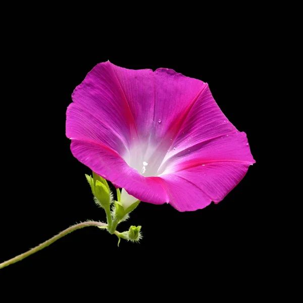 Hermosa flor rosa aislada sobre un fondo negro — Foto de Stock