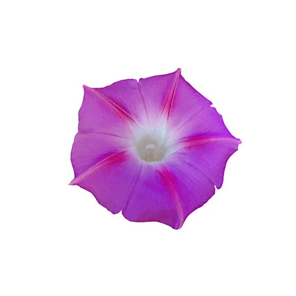 美しい紫色の花、白い背景で隔離 — ストック写真