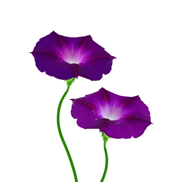 Beyaz bir arka plan üzerinde izole güzel menekşe çiçekleri