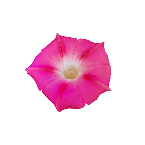 Gyönyörű rózsaszín virág elszigetelt fehér háttér — Stock Fotó