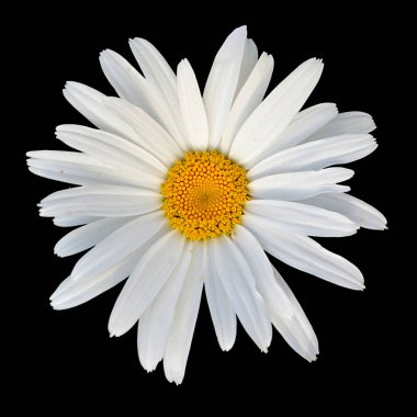 Güzel beyaz papatya siyah bir arka plan üzerinde izole