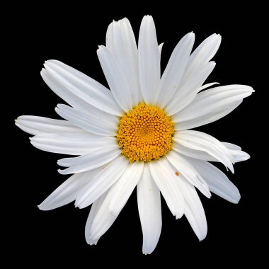 Güzel beyaz papatya siyah bir arka plan üzerinde izole