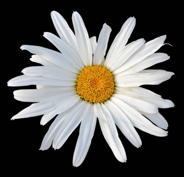 Güzel beyaz papatya siyah bir arka plan üzerinde izole