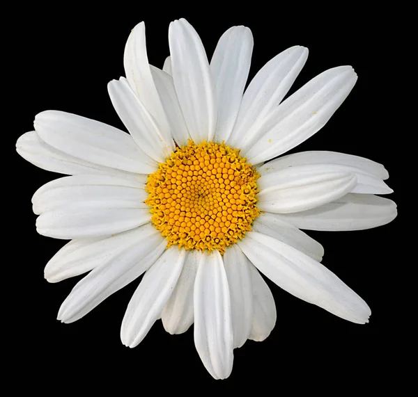 Beautiful white camomile isolated on a black background — Stock Photo, Image