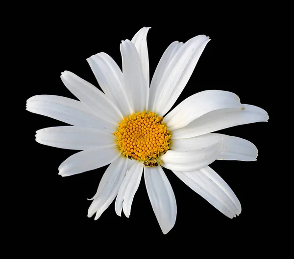 Beautiful white camomile isolated on a black background — Stock Photo, Image