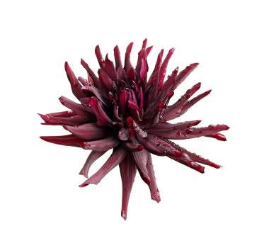 Bordo dahlia çiçek beyaz bir arka plan üzerinde izole