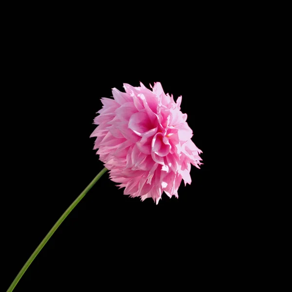 Kwiat różowej Dahlia izolowane na czarnym tle — Zdjęcie stockowe