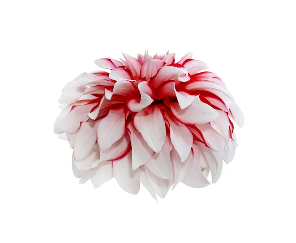 Dahlia flor com veias borgonhas nas pétalas — Fotografia de Stock