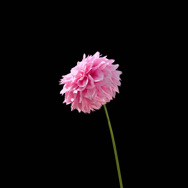 검은 배경에 고립 된 핑크 달리아의 꽃 — 스톡 사진