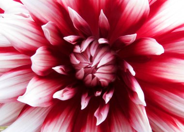 Yaprakları üzerinde bordo damarlar ile Dahlia çiçek