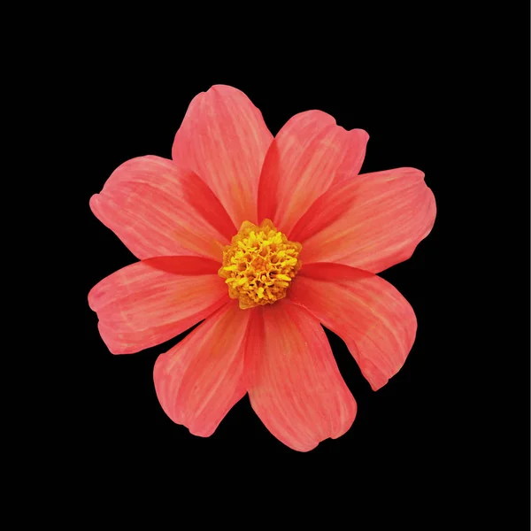 Fleur écarlate Avec Un Cœur Jaune Sur Un Fond Foncé