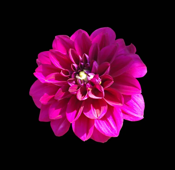 Pink purple dahlia flower isolated on a black background