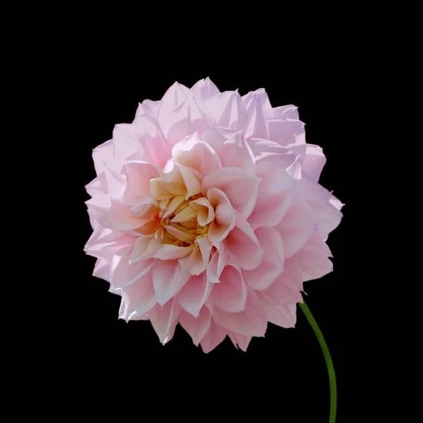 Virág a rózsaszín Dahlia izolált fekete háttér — Stock Fotó