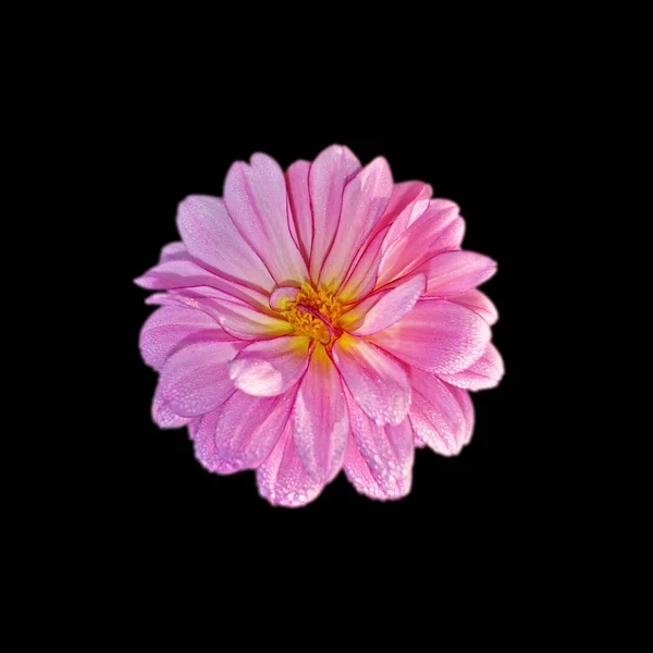 stock image Flower of pink dahlia isolated on a black background