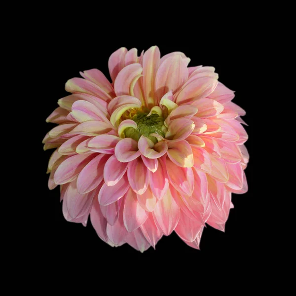 Квітка рожевої далії ізольована на чорному тлі — стокове фото