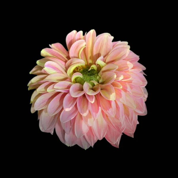 Fleur de dahlia rose isolée sur fond noir — Photo