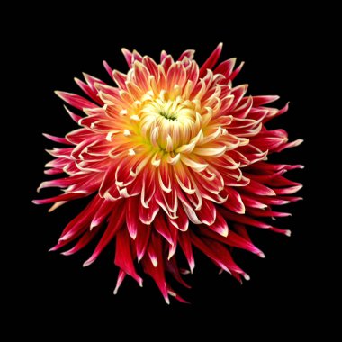 Güzel rengarenk dahlia siyah bir arka plan üzerinde izole