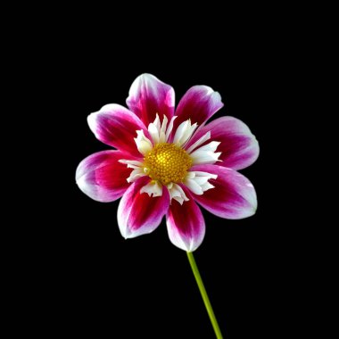 Güzel rengarenk dahlia siyah bir arka plan üzerinde izole