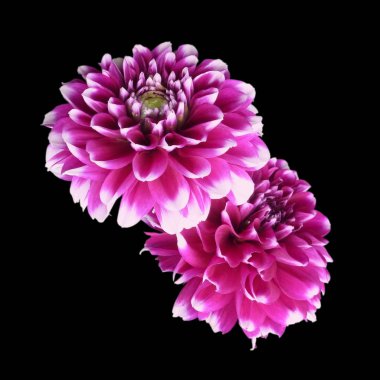 Siyah bir arka plan üzerinde izole iki renkli dahlia