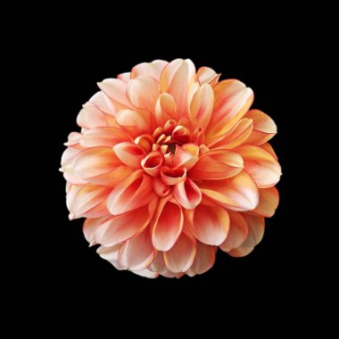 Turuncu dahlia çiçek Siyah bir arka plan üzerinde izole