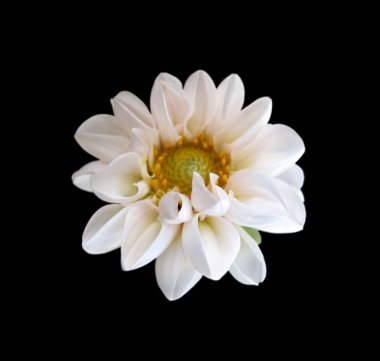 Beyaz dahlia çiçek siyah bir arka plan üzerinde izole