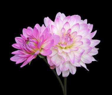 Siyah bir arka plan üzerinde izole iki mor çiçek dahlia