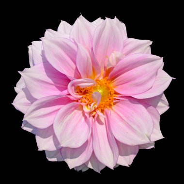 Siyah bir arka plan üzerinde izole pembe dahlia Çiçek