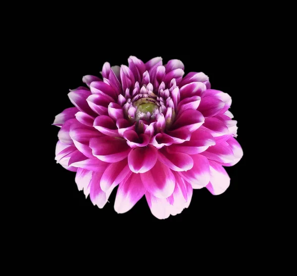 Vacker brokig Dahlia isolerad på en svart bakgrund — Stockfoto