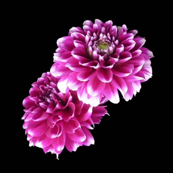 Siyah bir arka plan üzerinde izole iki renkli dahlia