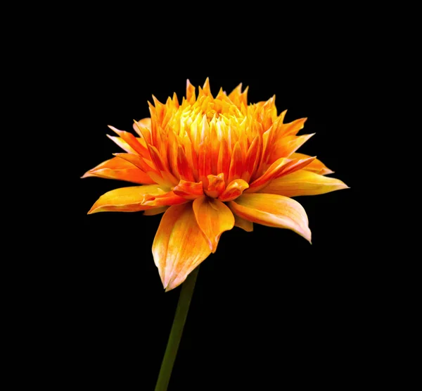 Turuncu dahlia çiçek Siyah bir arka plan üzerinde izole