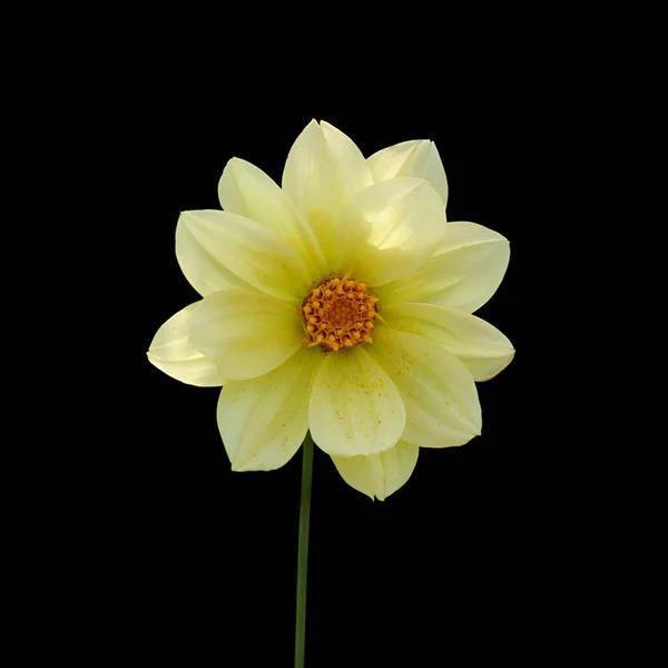 Yellow flower dahlia isolated on a black background Royalty Free Stock Photos