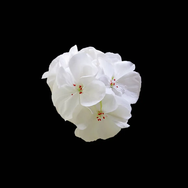 Fehér Muskátli Virág Izolált Fekete Alapon — Stock Fotó