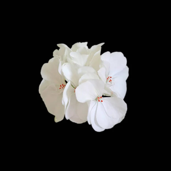 White geranium flower isolated on a black background