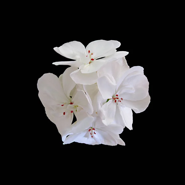Λευκό Λουλούδι Γεράνι Απομονώνεται Μαύρο Φόντο — Φωτογραφία Αρχείου