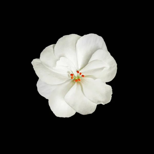 White geranium flower isolated on a black background